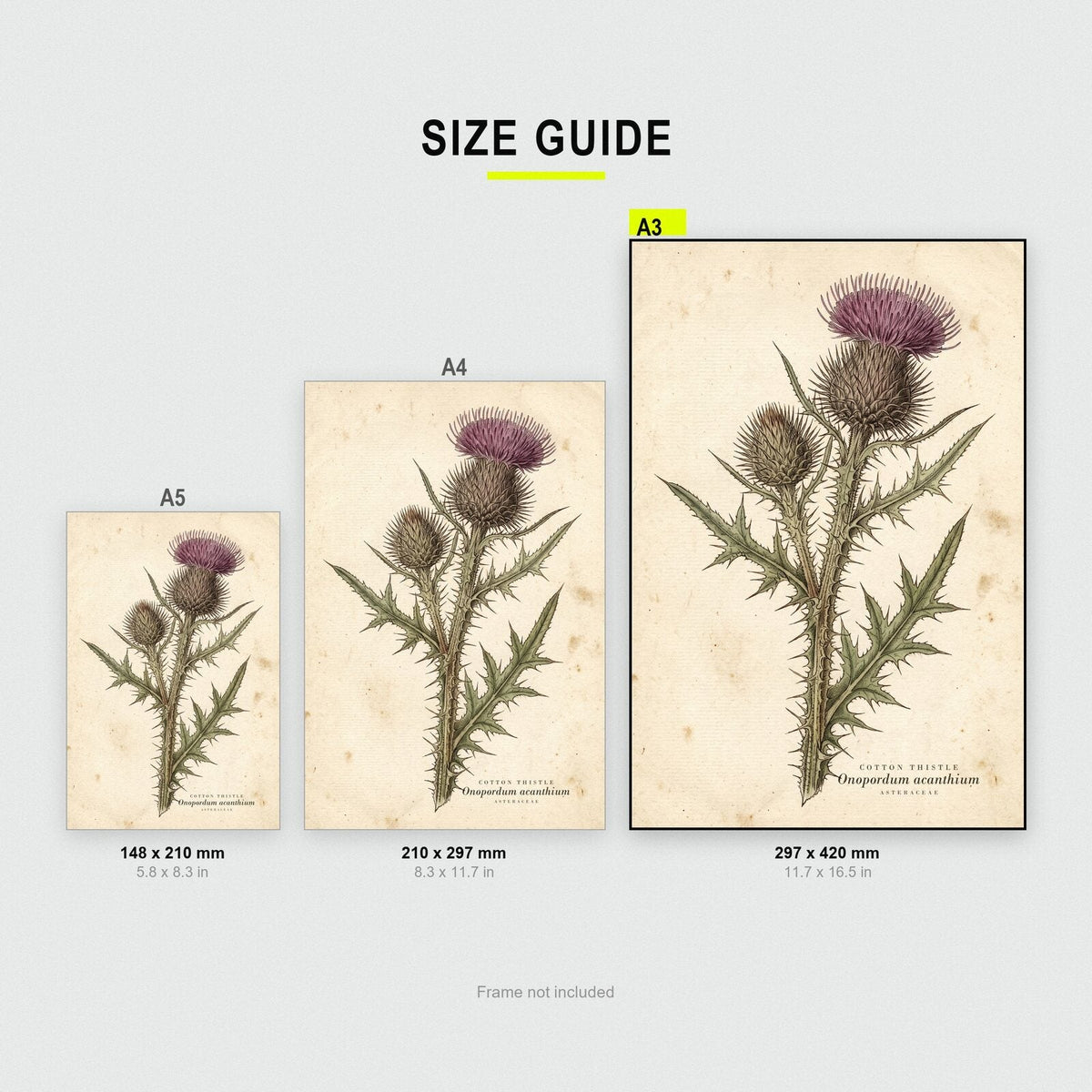 Cotton Thistle Herbarium Botanical Art Print