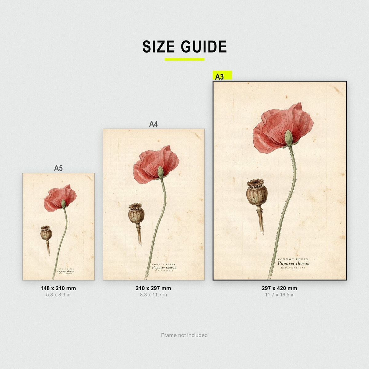 Common Poppy Herbarium Botanical Art Print
