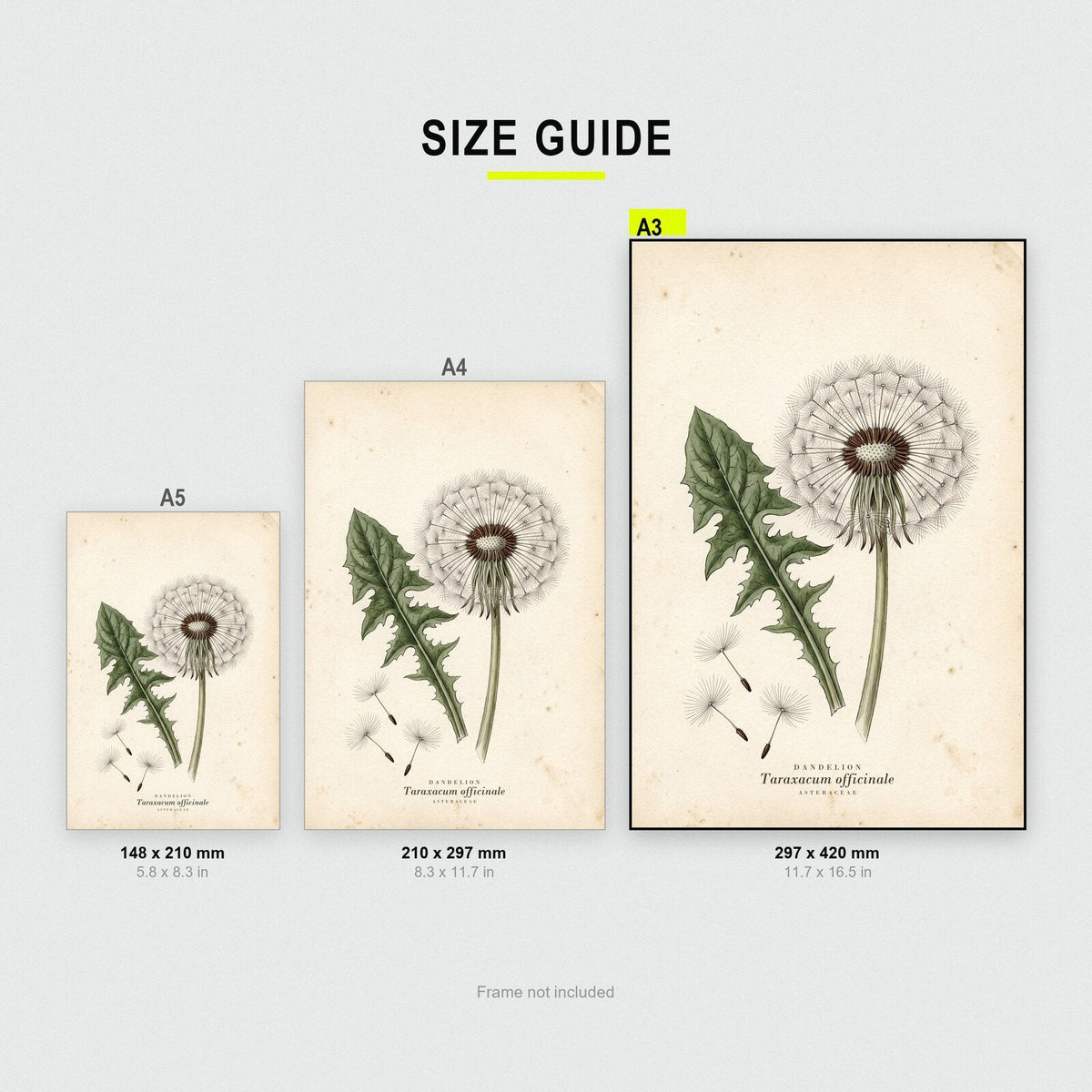 Dandelion Herbarium Botanical Art Print