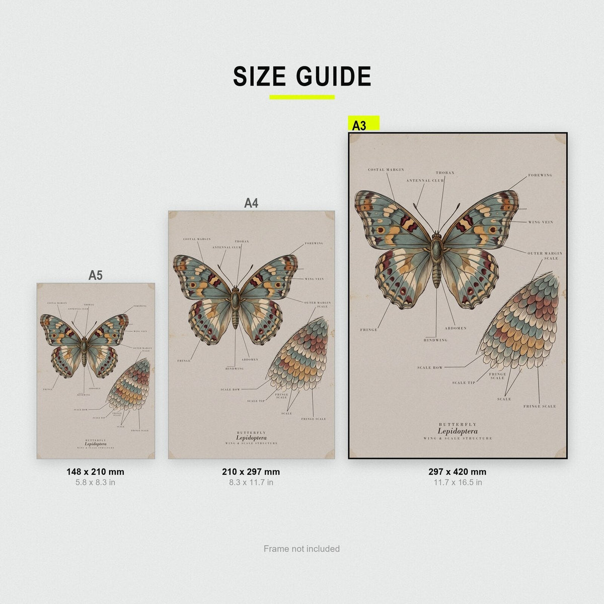 Butterfly Specimen Plate Art Print