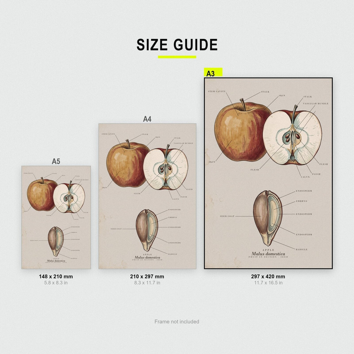 Apple Specimen Plate Art Print