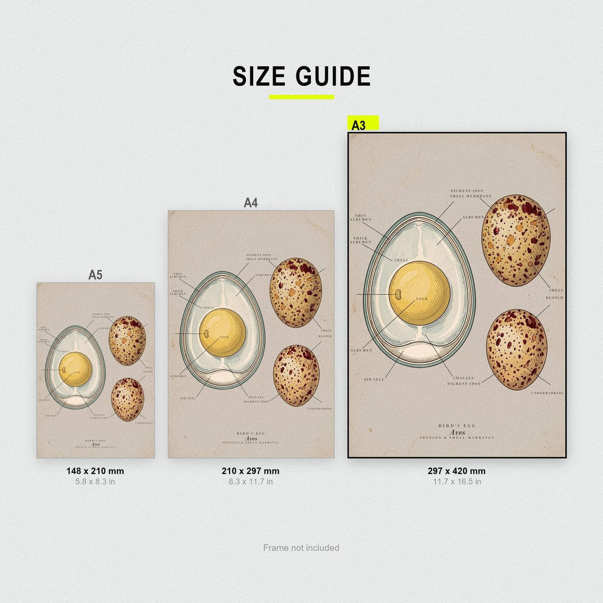 Egg Specimen Plate Art Print