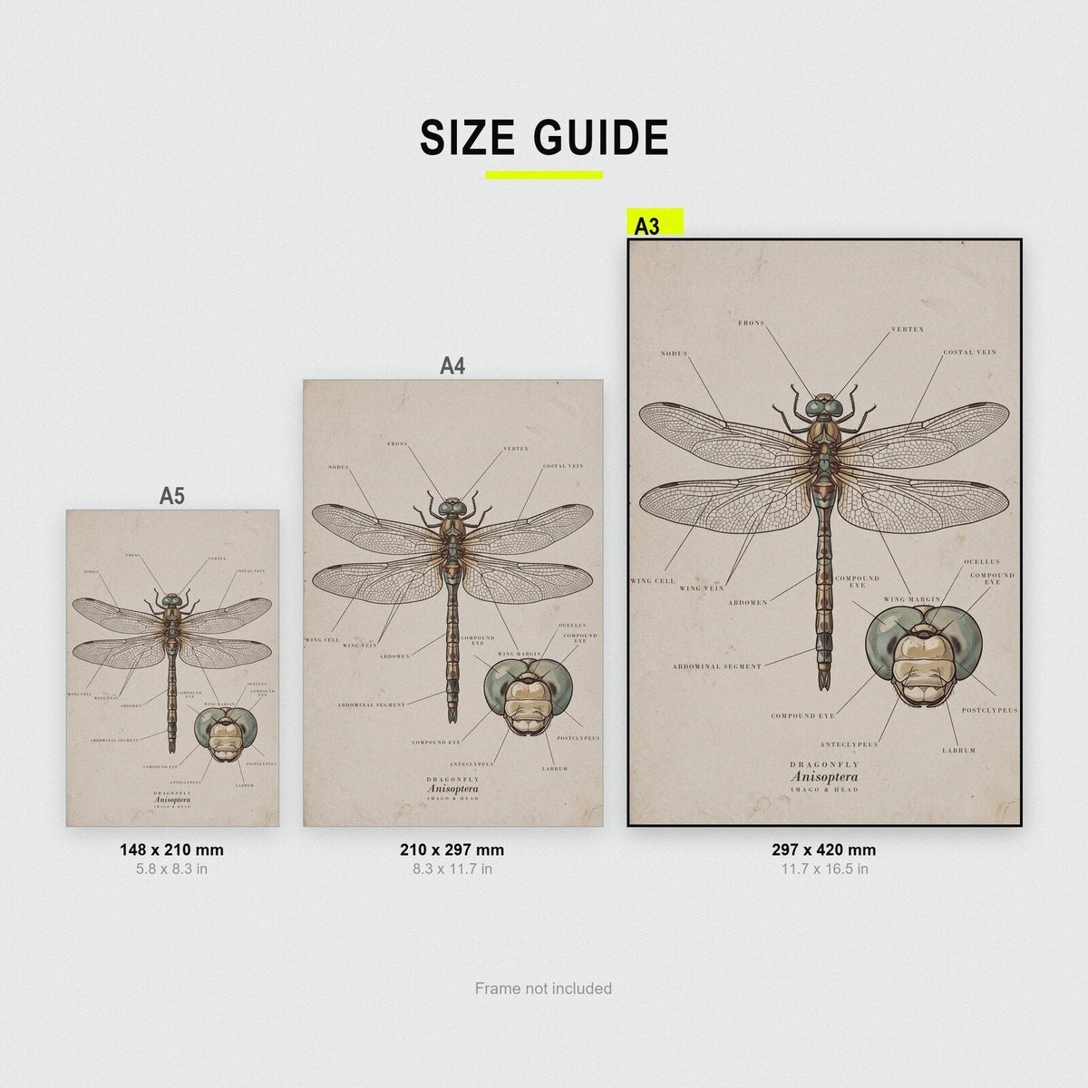 Dragonfly Specimen Plate Art Print