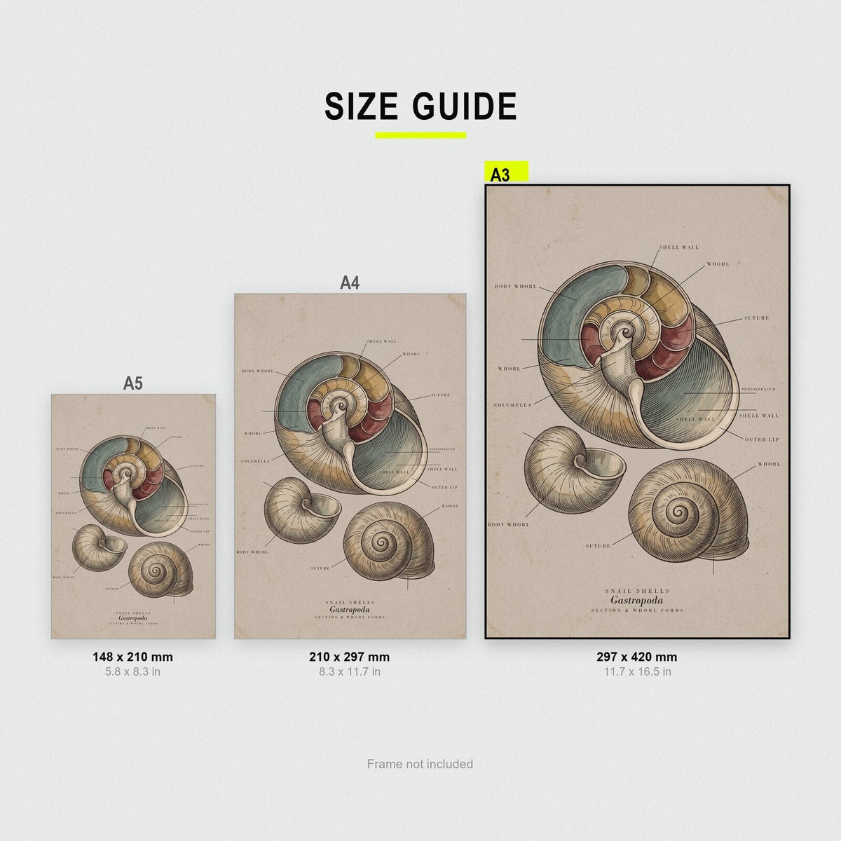 Snail Shells Specimen Plate Art Print