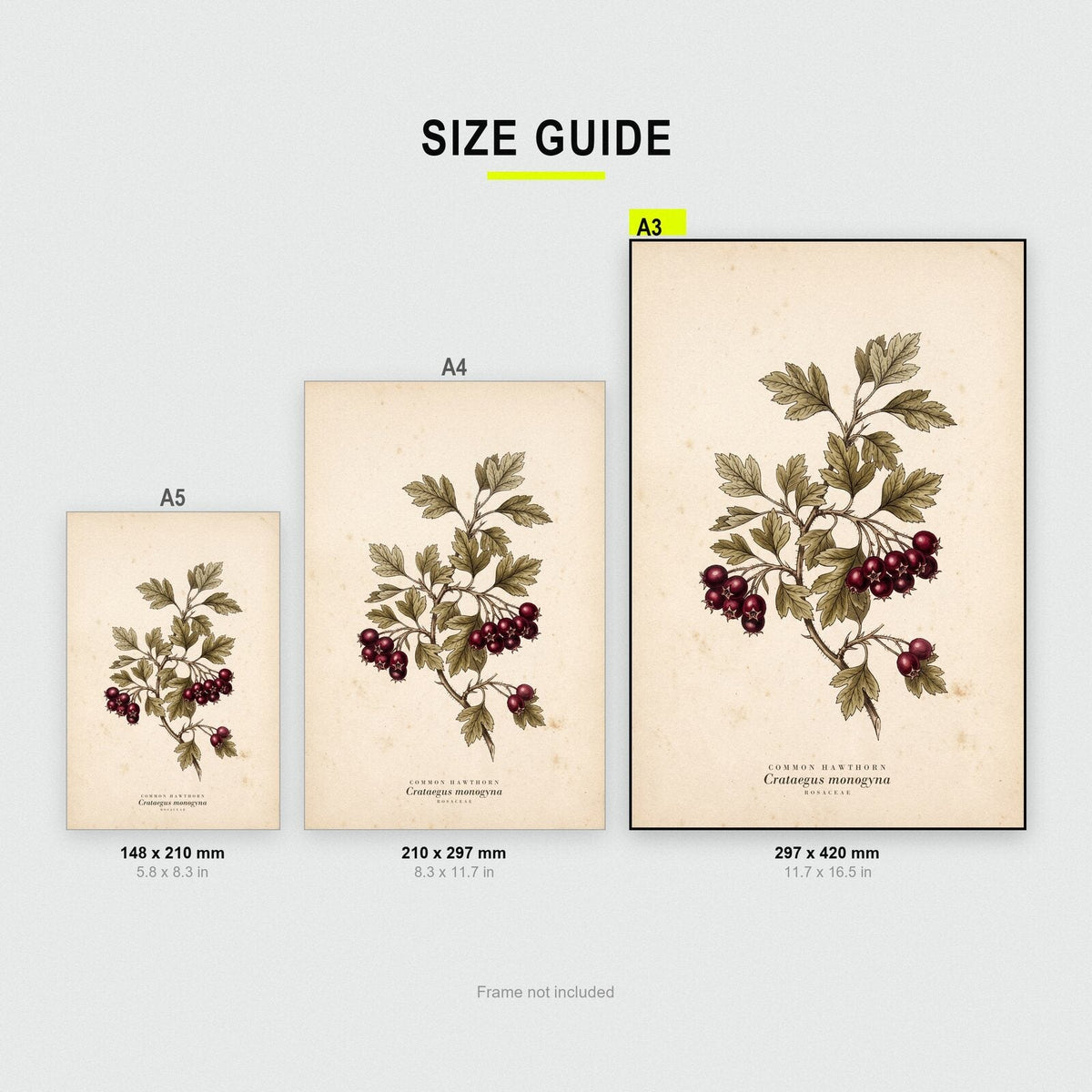 Common Hawthorn Herbarium Botanical Art Print