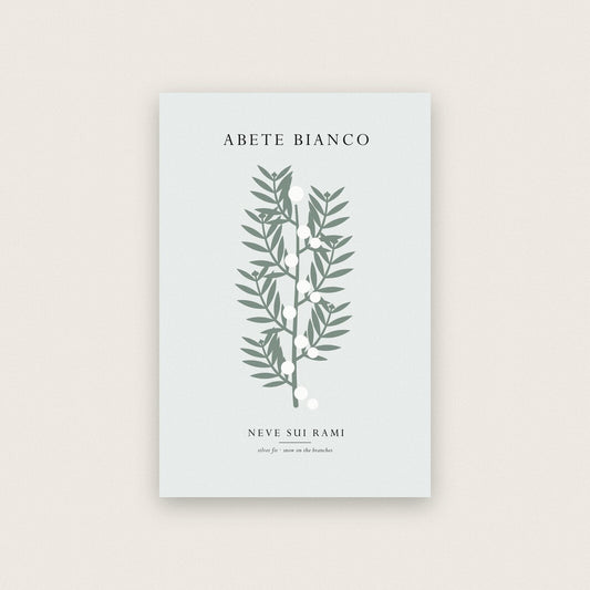 Abete Bianco Christmas Specimen Art Print
