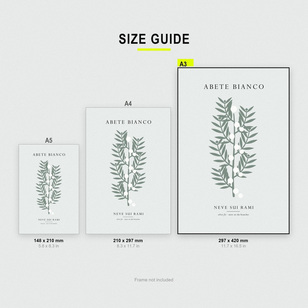 Abete Bianco Christmas Specimen Art Print
