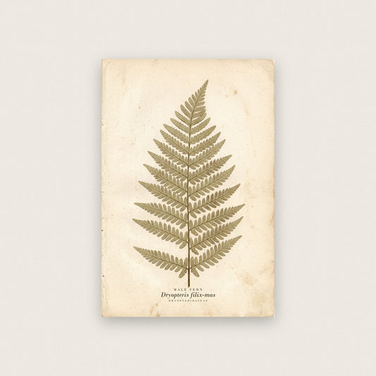 Male Fern Herbarium Botanical Art Print