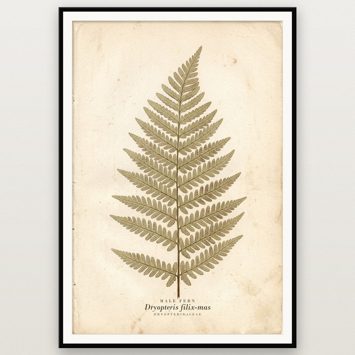 Male Fern Herbarium Botanical Art Print