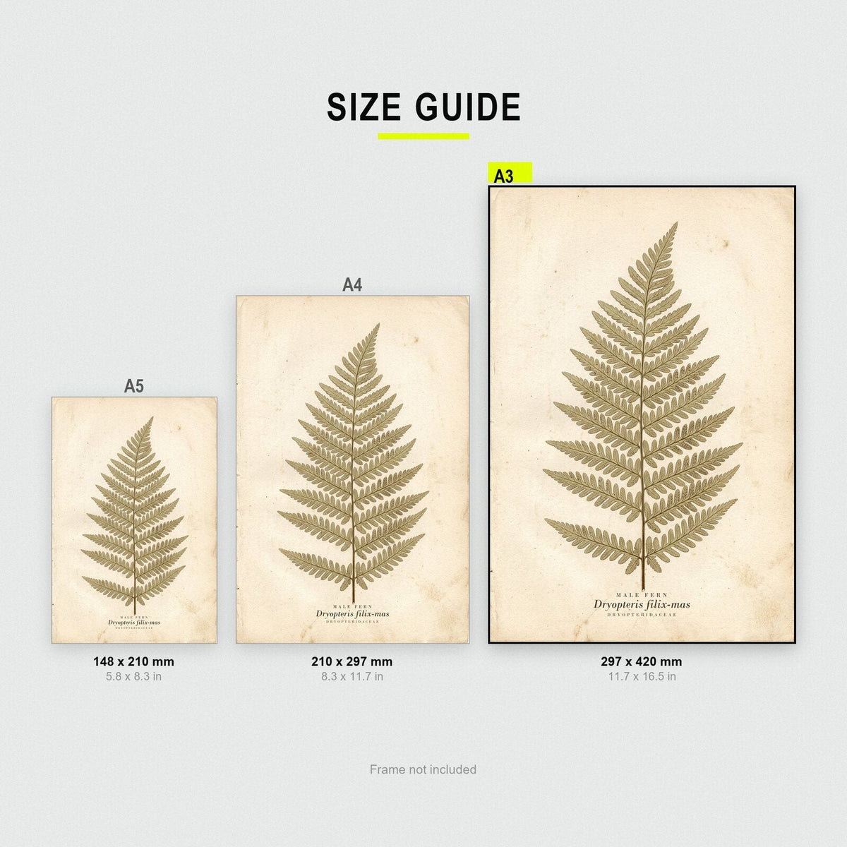 Male Fern Herbarium Botanical Art Print
