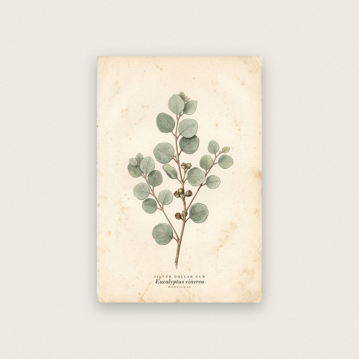 Silver Dollar Gum Herbarium Botanical Art Print