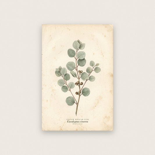 Silver Dollar Gum Herbarium Botanical Art Print