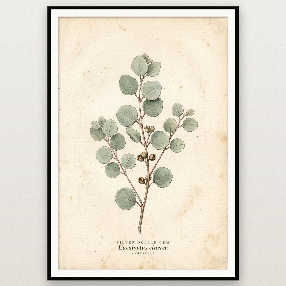 Silver Dollar Gum Herbarium Botanical Art Print