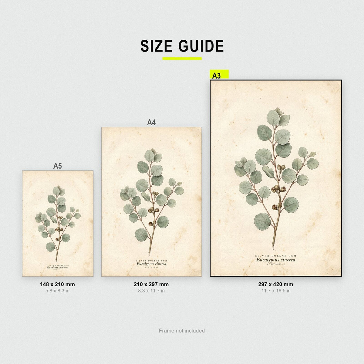 Silver Dollar Gum Herbarium Botanical Art Print
