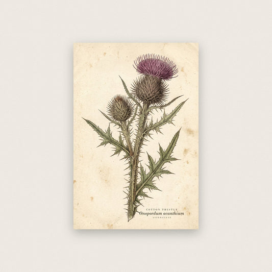 Cotton Thistle Herbarium Botanical Art Print