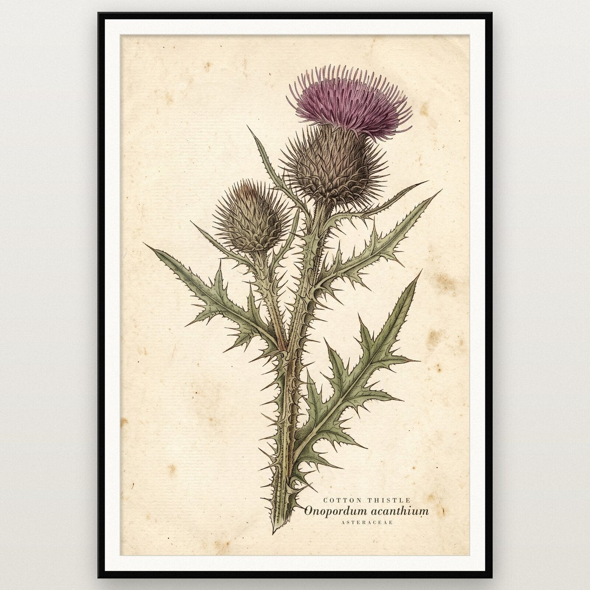 Cotton Thistle Herbarium Botanical Art Print