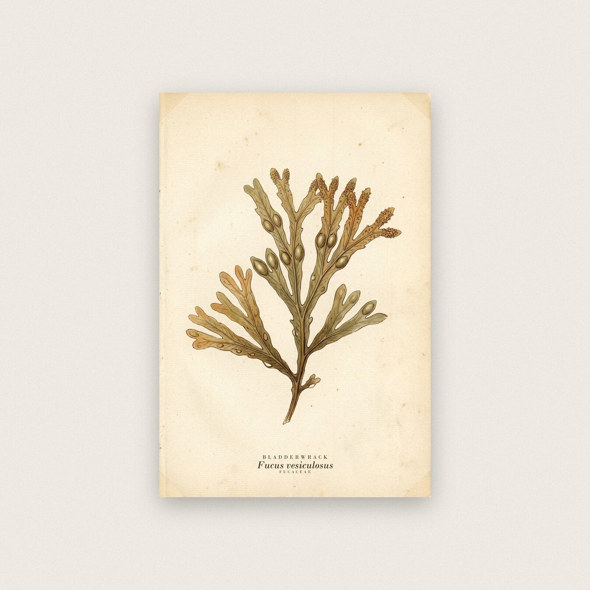 Bladderwrack Herbarium Botanical Art Print