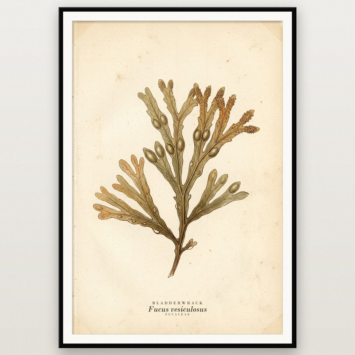 Bladderwrack Herbarium Botanical Art Print