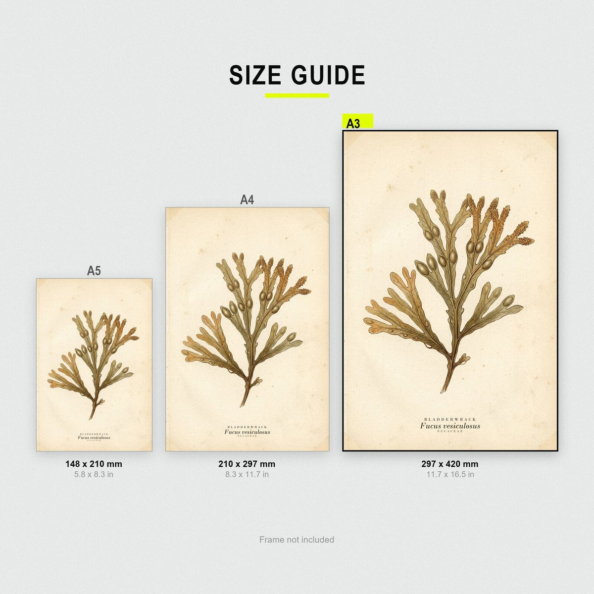 Bladderwrack Herbarium Botanical Art Print