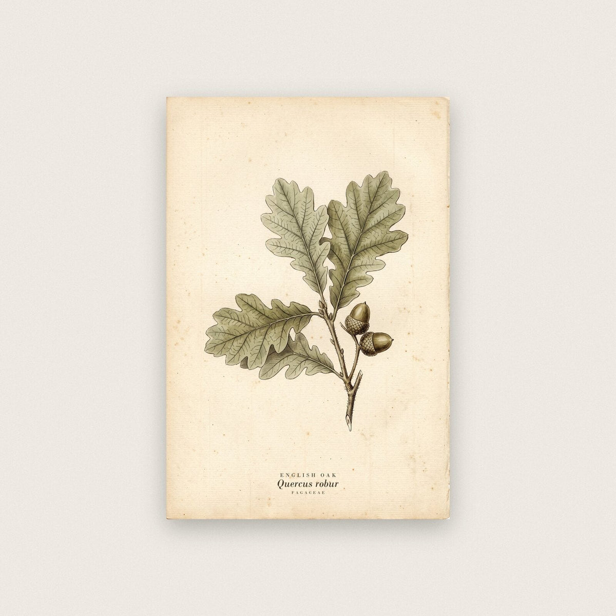 English Oak Herbarium Botanical Art Print