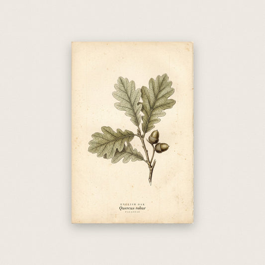 English Oak Herbarium Botanical Art Print
