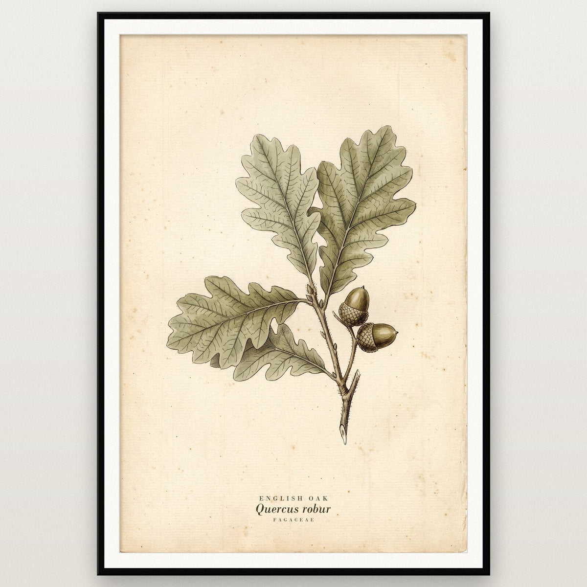 English Oak Herbarium Botanical Art Print