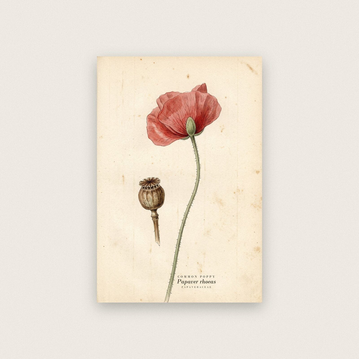 Common Poppy Herbarium Botanical Art Print