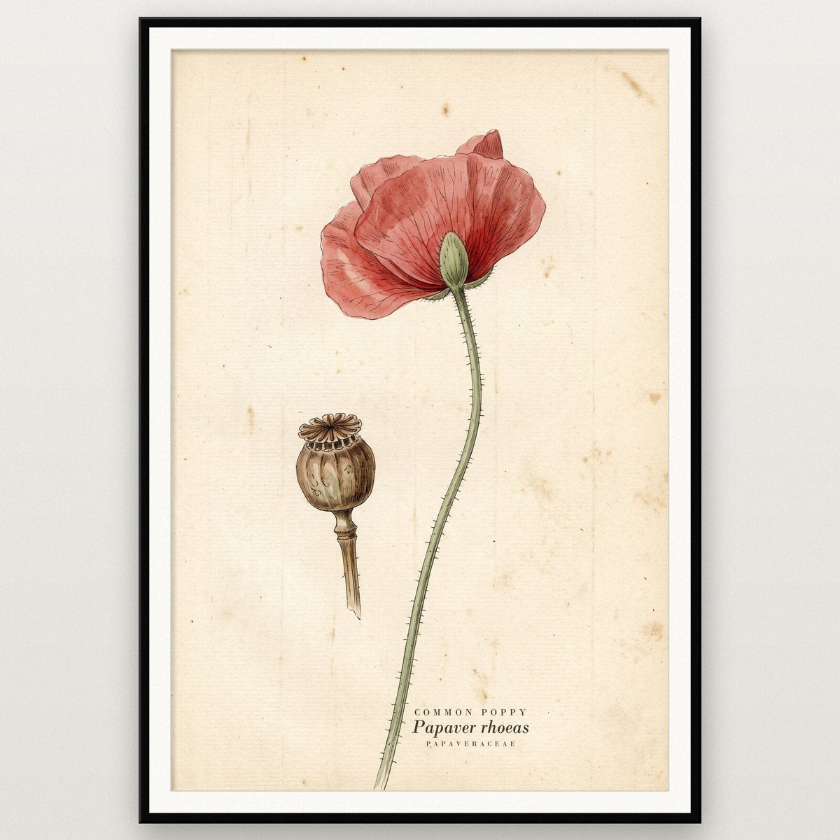 Common Poppy Herbarium Botanical Art Print
