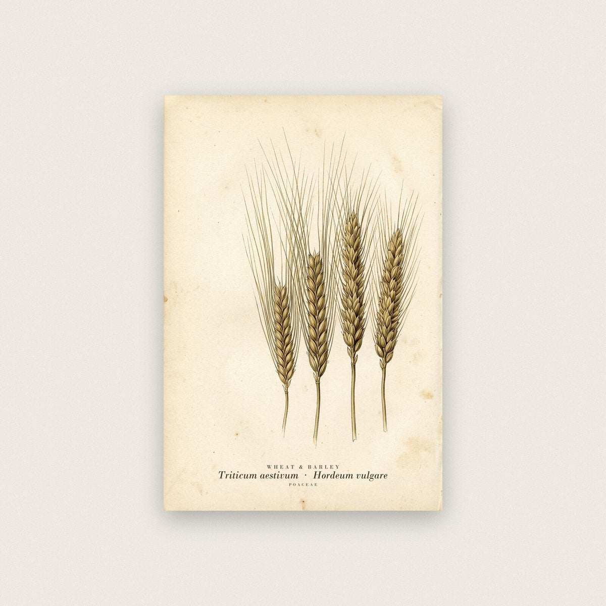Wheat And Barley Herbarium Botanical Art Print