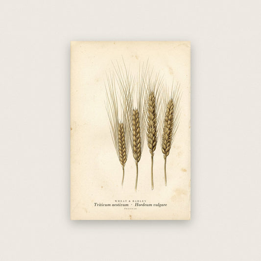 Wheat And Barley Herbarium Botanical Art Print