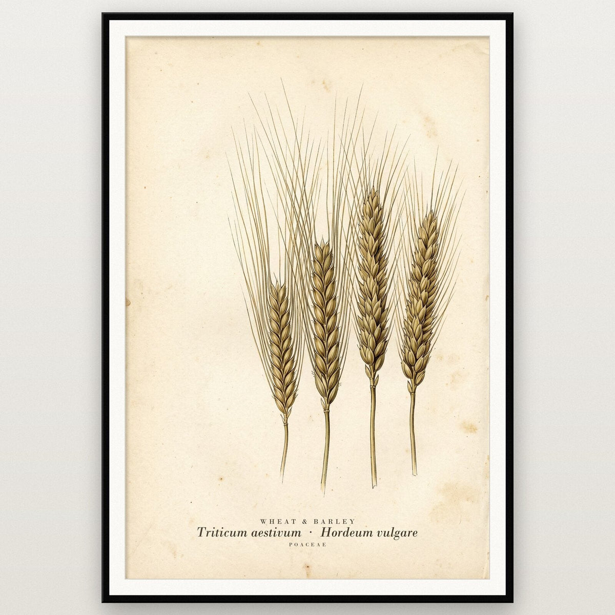 Wheat And Barley Herbarium Botanical Art Print