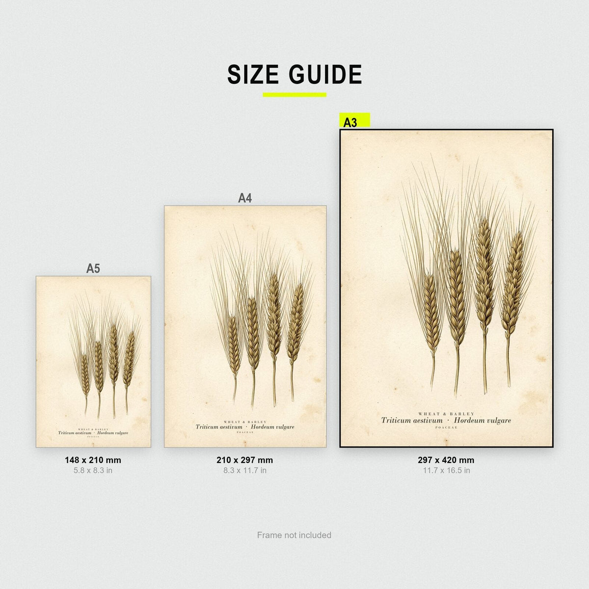 Wheat And Barley Herbarium Botanical Art Print