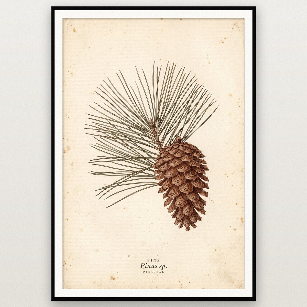 Pine Cone Herbarium Botanical Art Print