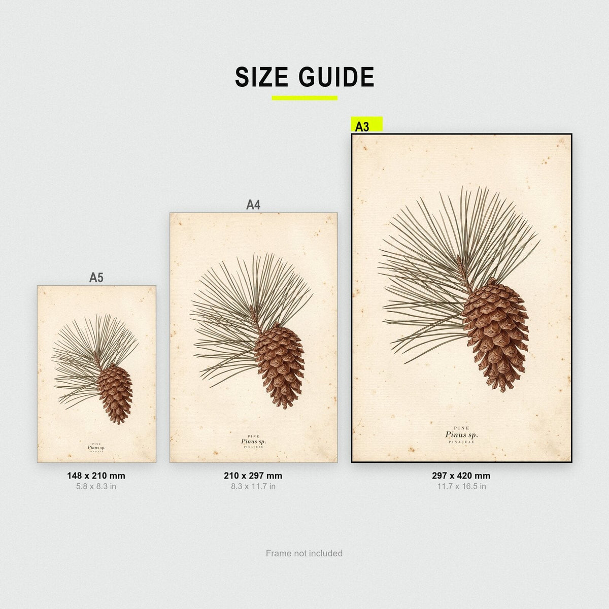 Pine Cone Herbarium Botanical Art Print