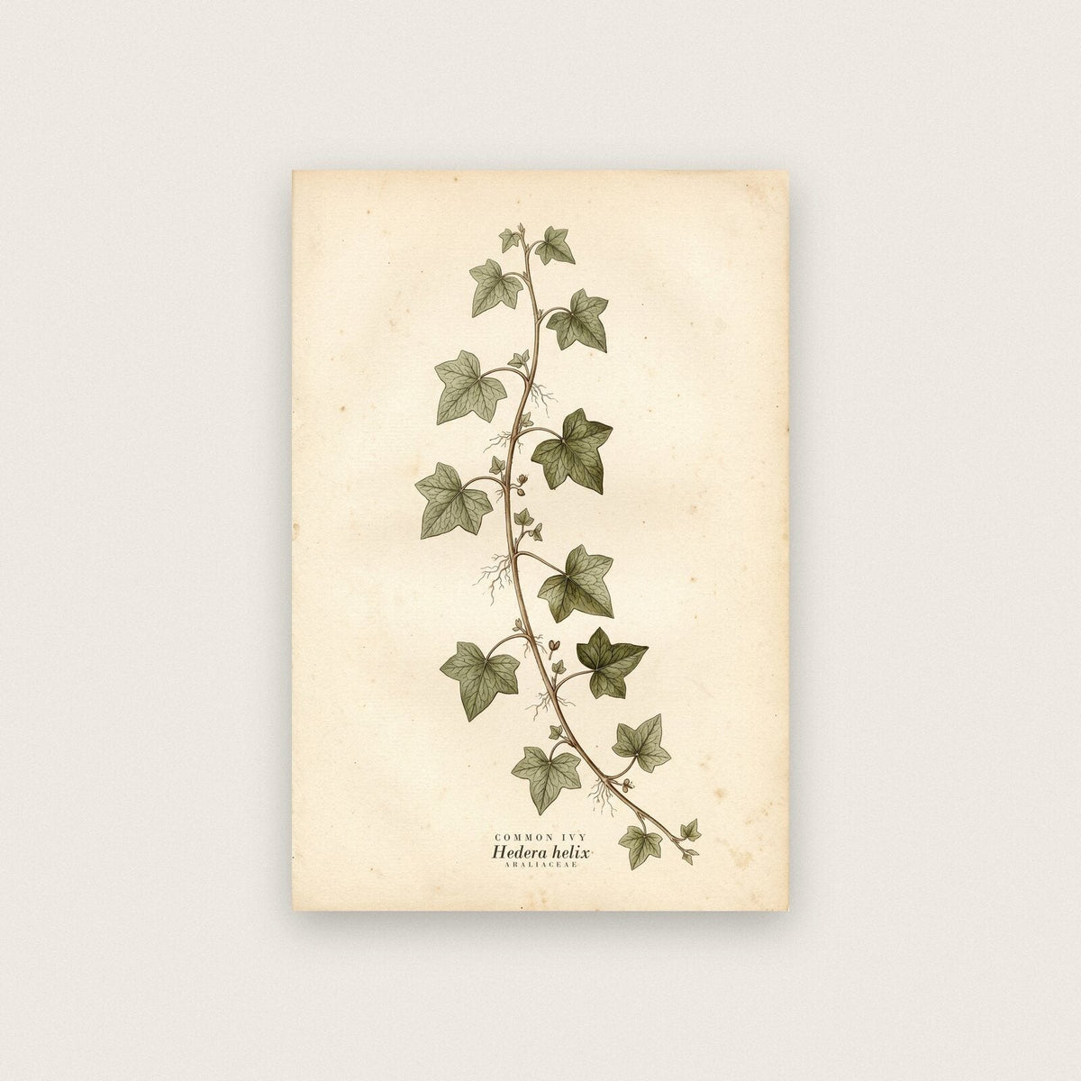 Common Ivy Herbarium Botanical Art Print