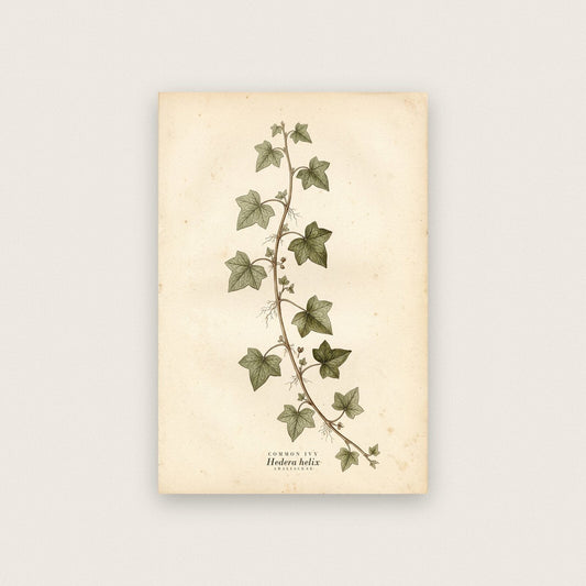 Common Ivy Herbarium Botanical Art Print