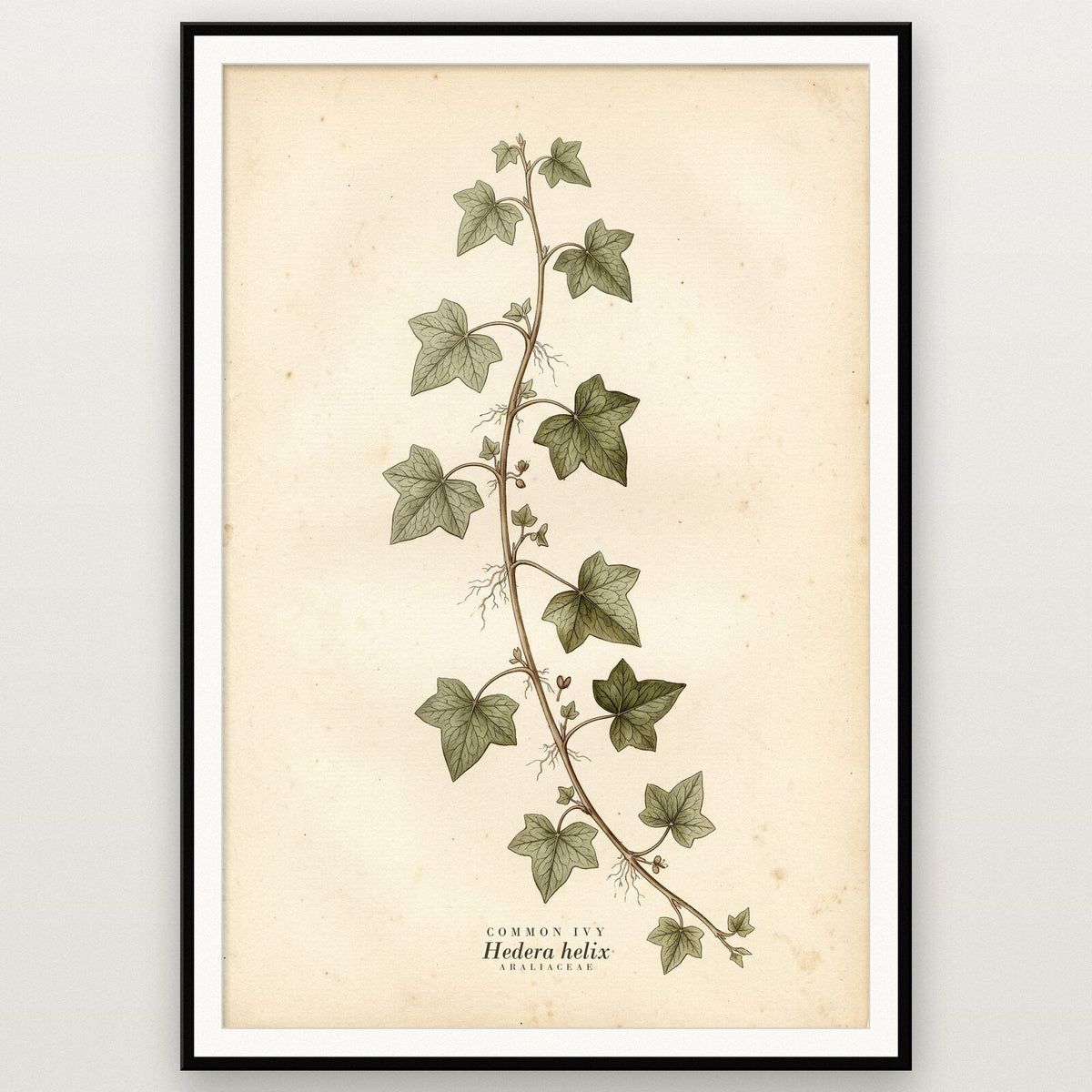 Common Ivy Herbarium Botanical Art Print