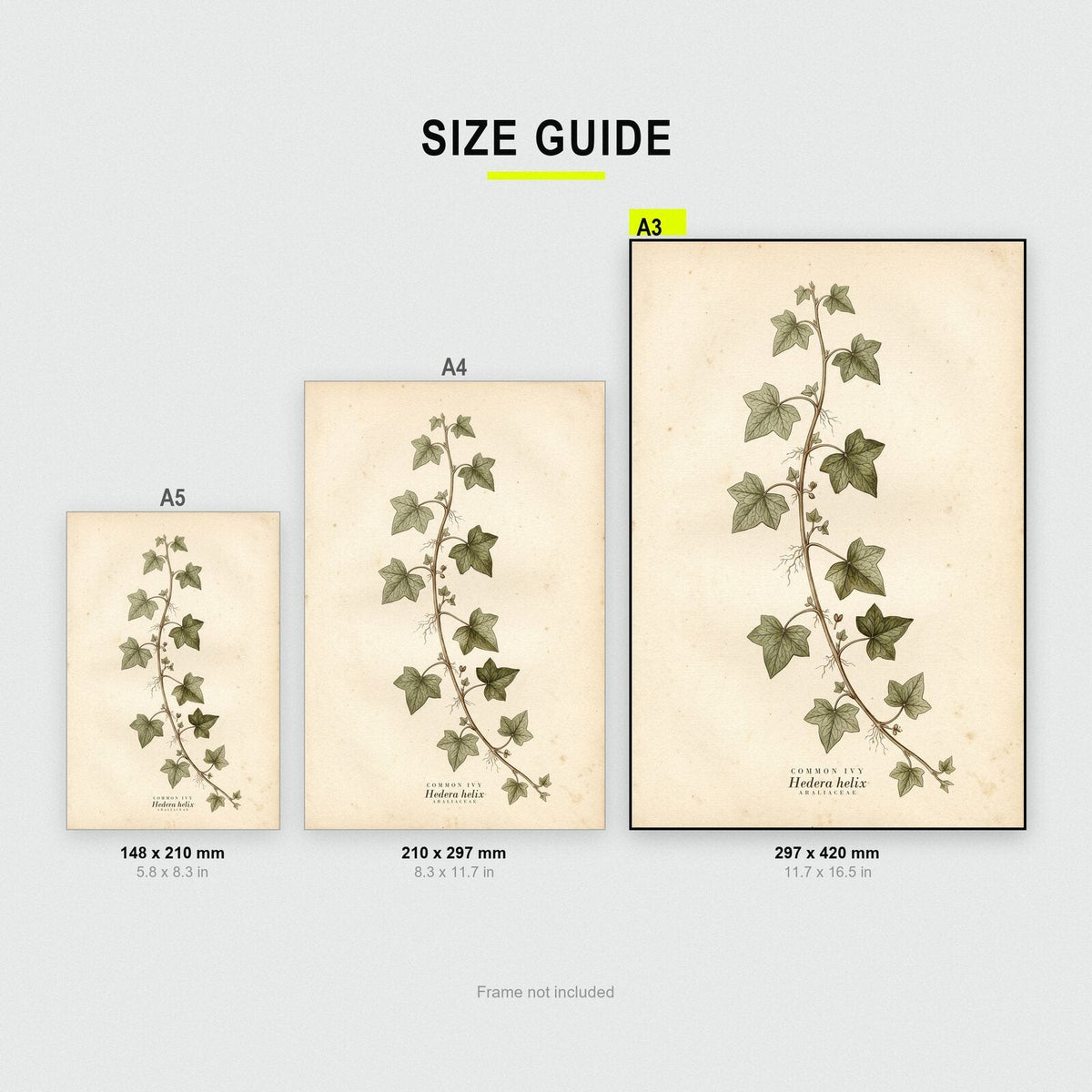 Common Ivy Herbarium Botanical Art Print