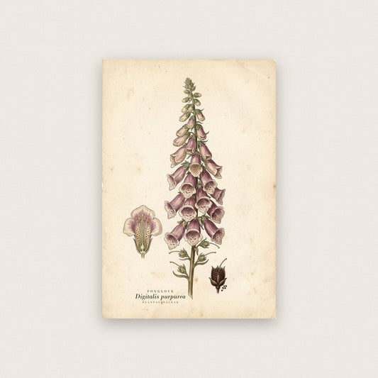 Foxglove Herbarium Botanical Art Print