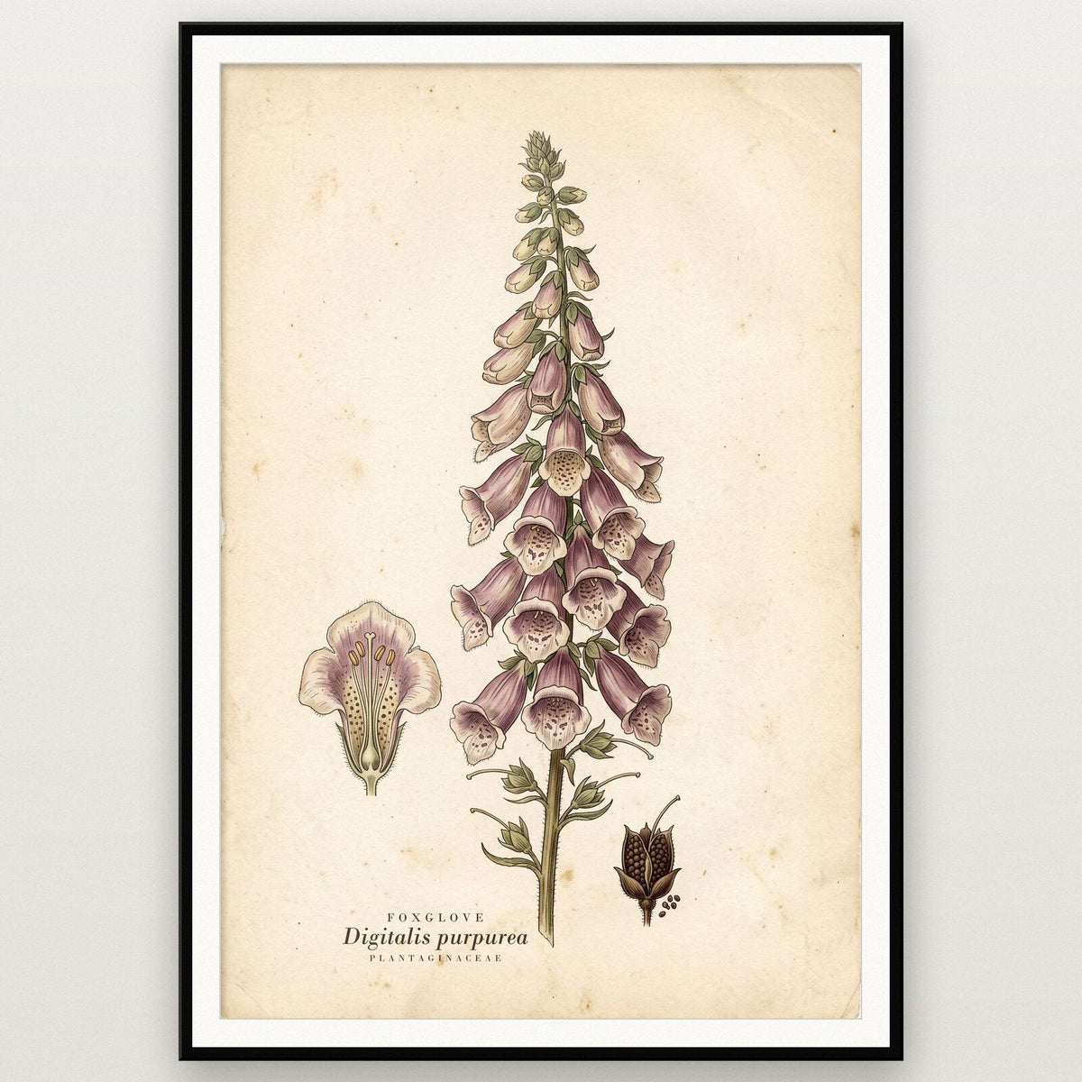 Foxglove Herbarium Botanical Art Print