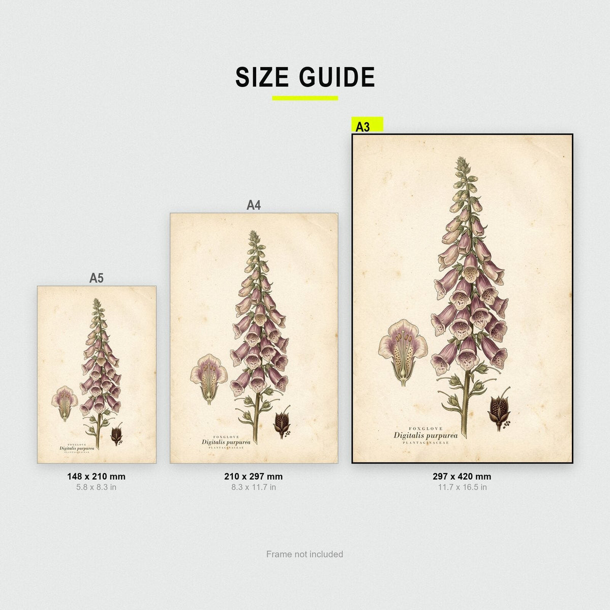 Foxglove Herbarium Botanical Art Print