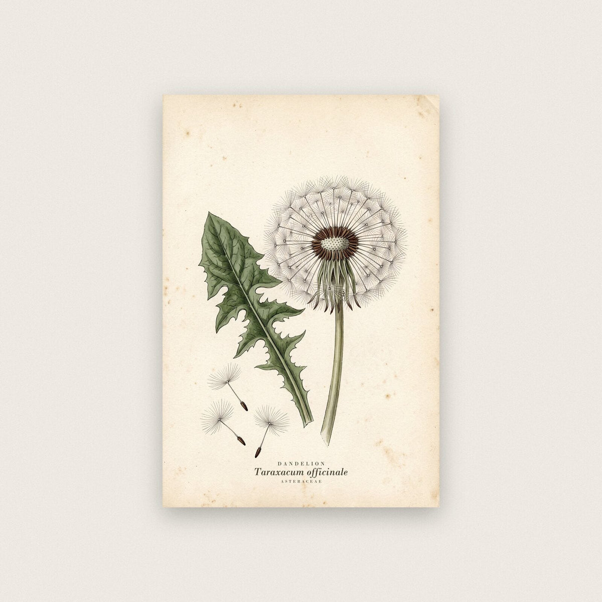 Dandelion Herbarium Botanical Art Print