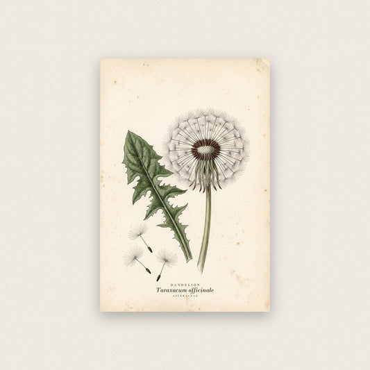 Dandelion Herbarium Botanical Art Print
