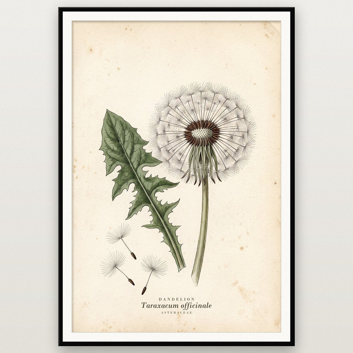 Dandelion Herbarium Botanical Art Print