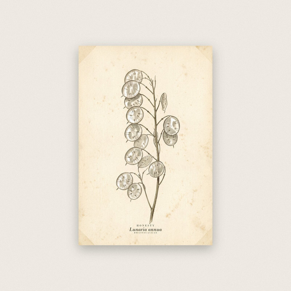 Honesty Herbarium Botanical Art Print