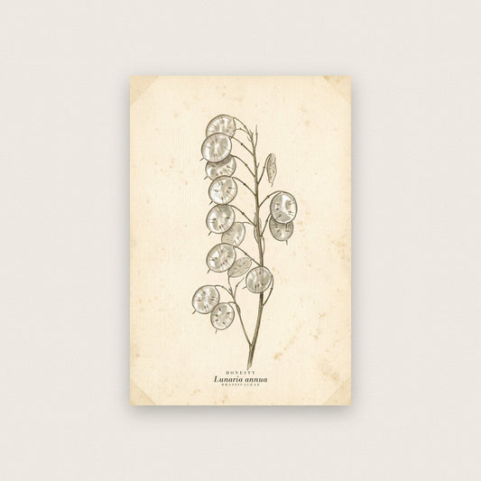 Honesty Herbarium Botanical Art Print
