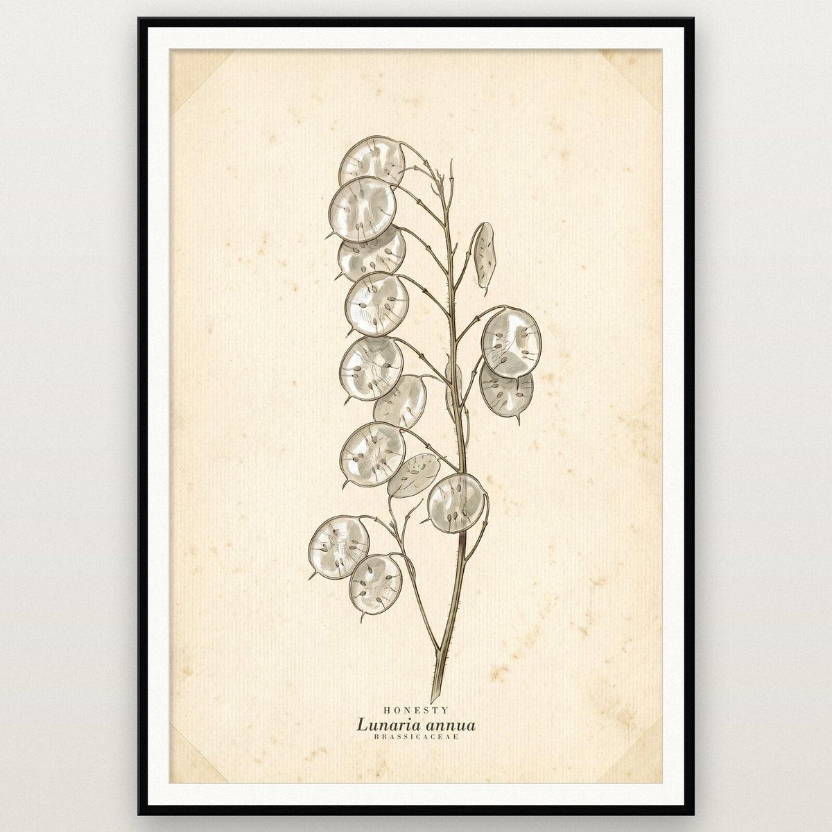 Honesty Herbarium Botanical Art Print