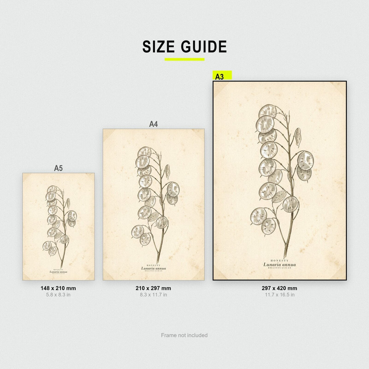 Honesty Herbarium Botanical Art Print