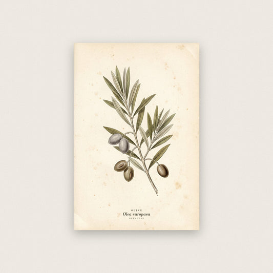 Olive Herbarium Botanical Art Print