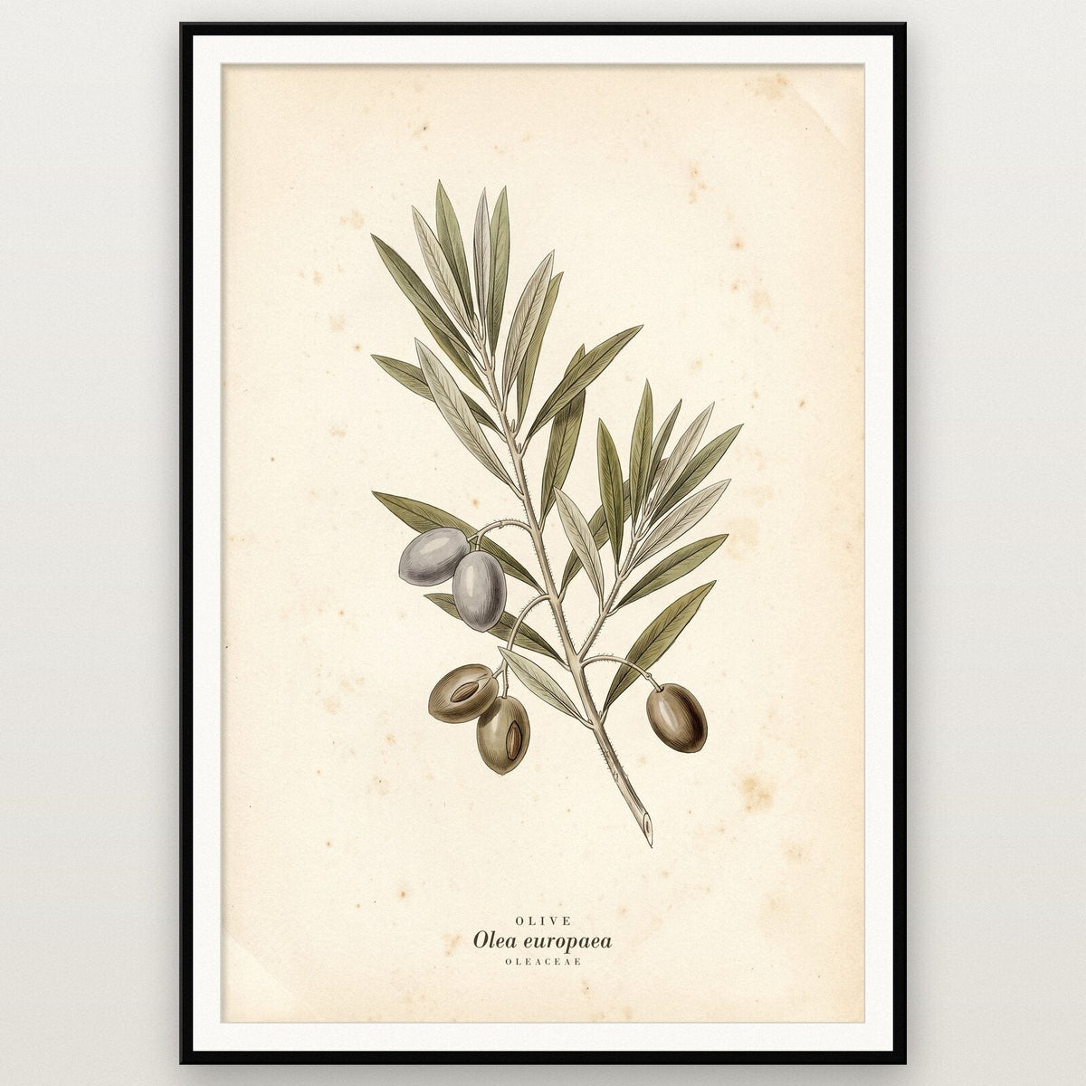 Olive Herbarium Botanical Art Print